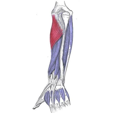 Supinator Muscle Elbow And Thumb Pain