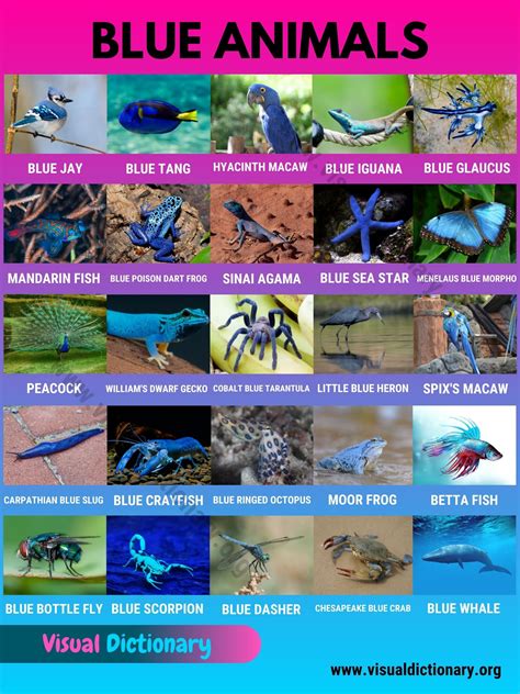 Blue Animals Names Of 25 Strange Blue Animals In The World Visual
