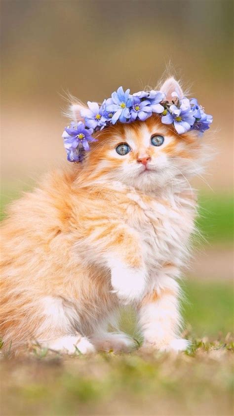Cute Kitten With Adorable Flower Crown Cute Cats Cute Cats And