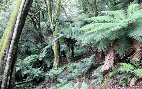 Cool Temperate Rainforest Monga National Park Southern Sa Flickr