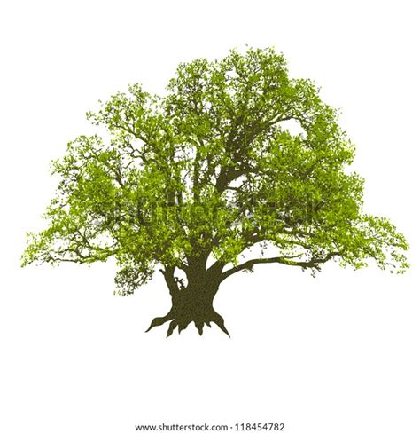 Single Beautiful Big Oak Tree Isolated Stock Vector Royalty Free