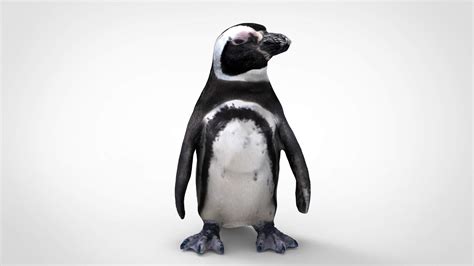 Penguin 3d Model By Alenfsl