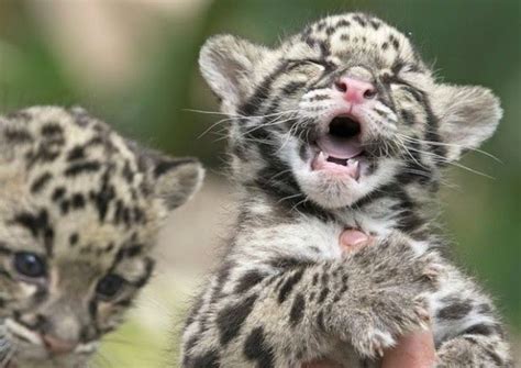 Clouded Leopards Babies Are So Adorable