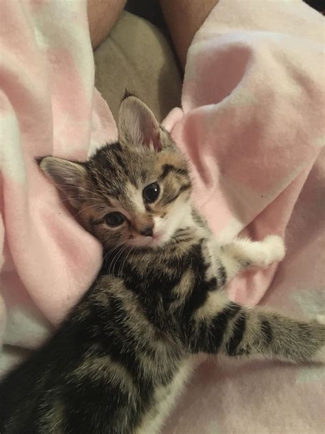 Meet Our New Kitten Bella 😺 Raww
