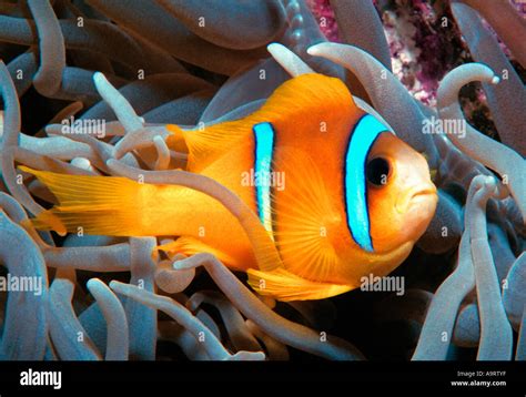 The Red Sea Clownfish Amphiprion Bicinctus Or Anemonefish Aka Twoband