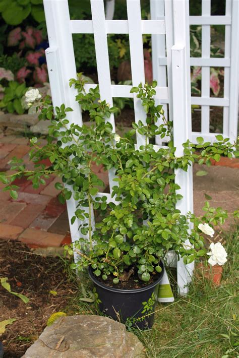 One Plant At A Time A New Climbing Rose For Me And My