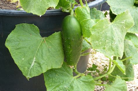 How To Grow Cucumber In Containers