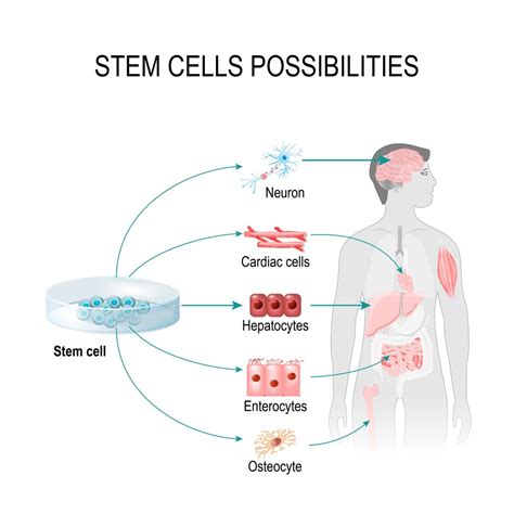 Can Stem Cells Help Rejuvenate Brain Cells And Tissue