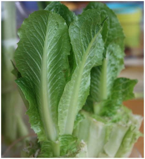 Breaking celery or frozen lettuce. Regrow Lettuce Activity For Kids | Little Bins for Little ...