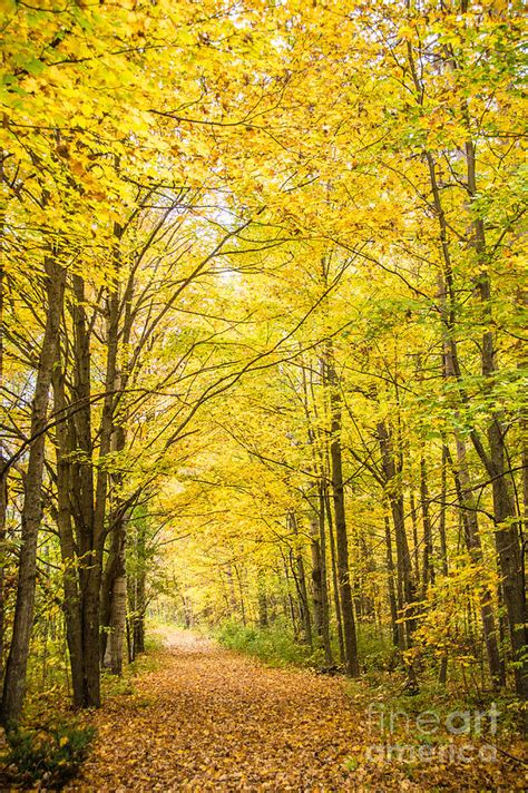 Autumn Yellow Trail Photograph By Cheryl Baxter Fine Art America