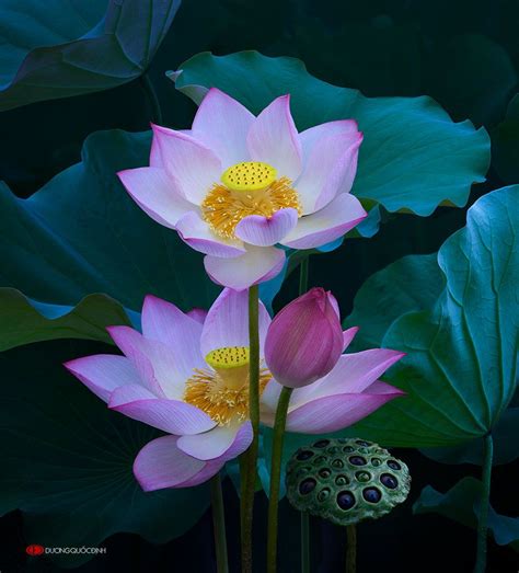 Sen Tuyen 015 By Duongquocdinh On Deviantart Цветы лотоса