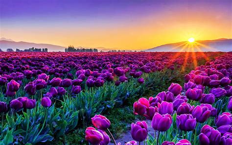 Skagit Valley Sunrise Washington Field Purple Blossoms Sky Sun