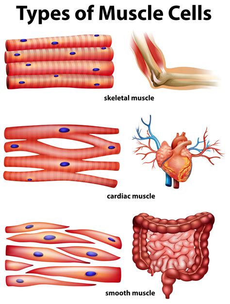 The primary job of muscle is to move the bones of the skeleton, but muscles also enable the heart to beat and constitute the walls of other important hollow organs. Diagram showing types of muscle cells - Download Free ...