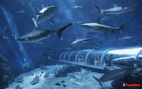 シンガポール｜予約｜セントーサ島・シーアクアリウム水族館の入場チケット