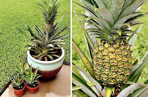 How To Grow A Pineapple In A Pot The Plant Guide Grow Pineapple