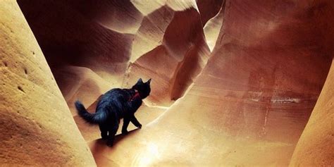 Meet Millie The Rock Climbing Adventure Cat Who Goes Camping With Her
