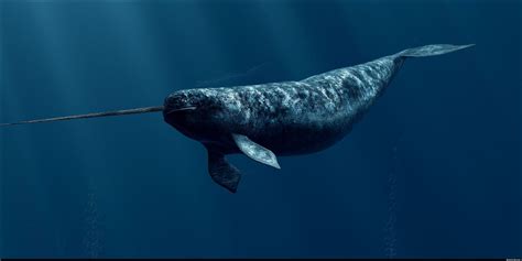 Maya Narwhal Whale Bizarre Animals Weird Animals Arctic Animals