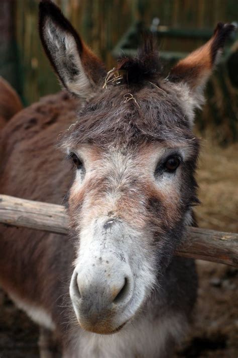 Free Images Fence Farm Wildlife Zoo Fauna Donkey Stall Country