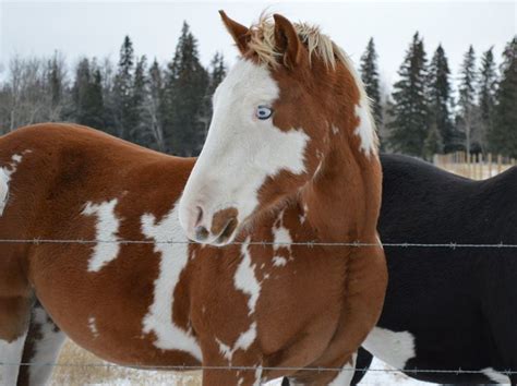 Pin On Bruens Acres Paint Horses