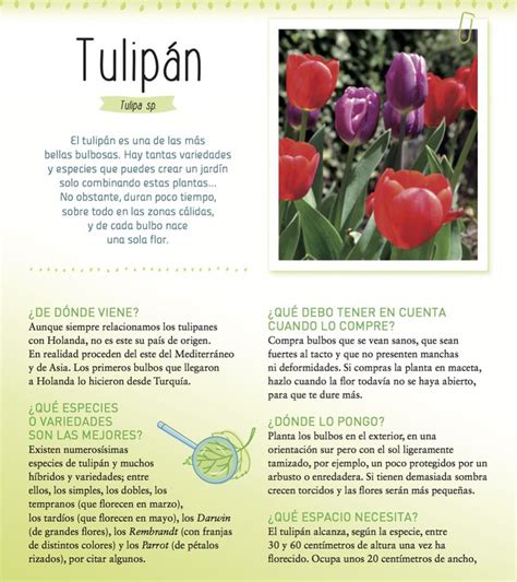 Lo Que Debes Saber Del Tulipan Tulipanes Cultivo De Plantas Plantas