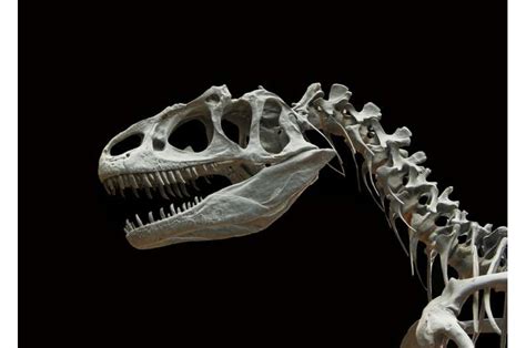 Using Math To Examine The Sex Differences In Dinosaurs