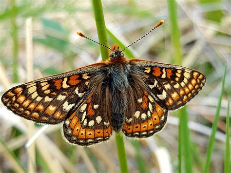 Returning The Marsh Fritillary Butterfly To Oxfordshire Natural England