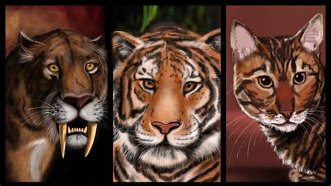 Tiger Evolution By Carrie124