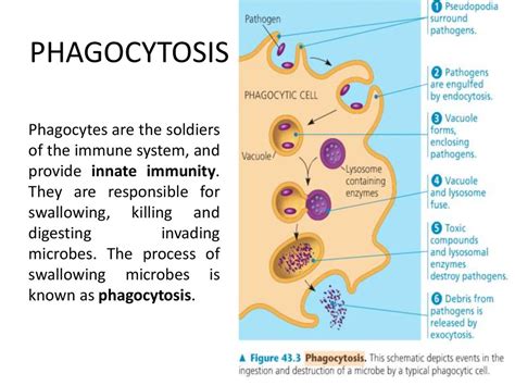 Stages Of Phagocytosis