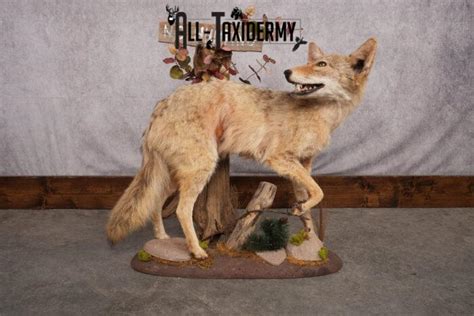 Full Body Coyote Taxidermy Mount Sku 2665 All Taxidermy