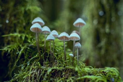 Magic Mushroom Hunting Guide Each Step Explained