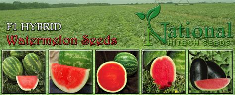 Verticillium wilt in the pacific northwest. National HiTech Seeds
