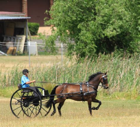 Pleasure And Endurance Carriage Driving Nsw