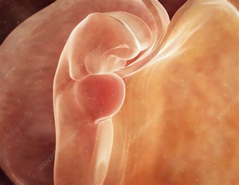 Human Foetus In The Womb Artwork Stock Image C0110228 Science