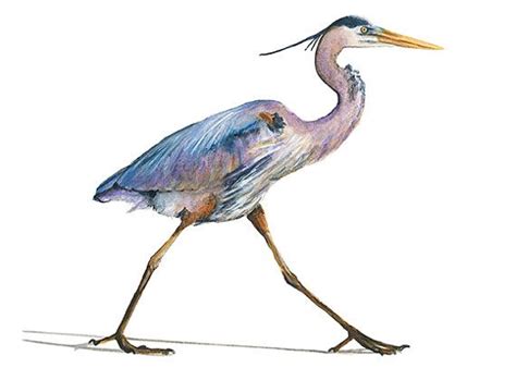 Heron Clipart Free Download On Clipartmag