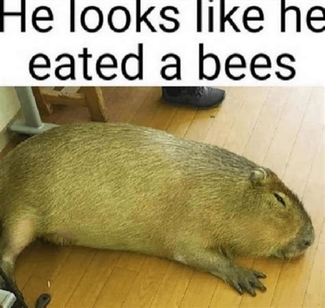 Eated A Bees Eatedabees