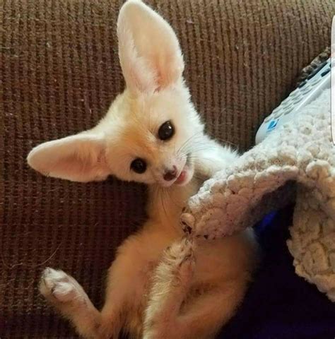 Beautiful Fennec Fox For Adoption Exotic Animals For Sale Price