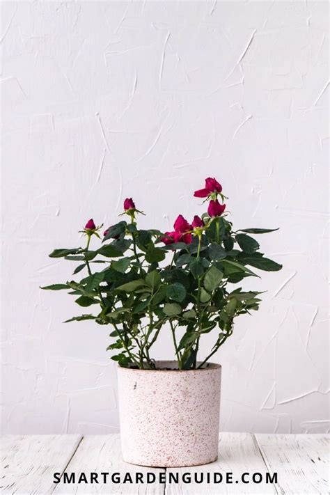 Growing Miniature Roses Indoors Mini Rose Houseplant Care All You
