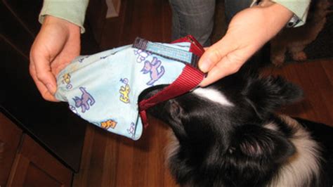1000 x 1000 jpeg 168 кб. DIY: Non-Slip Calming Cap - Helping Pets Behave - Animal Behaviorist and Dog Training in ...