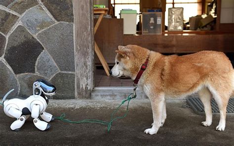 Psbattle Robot Dog And Doge Standoff Rphotoshopbattles