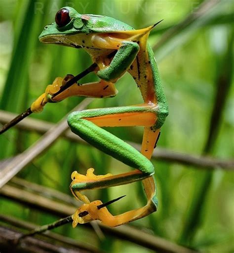 🔥 Gliding Tree Frog Ran Itself Through On A Palm Thorn 🔥 R