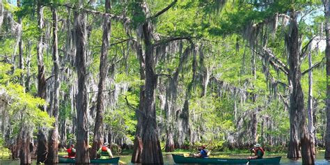 Exciting Louisiana Swamp Tours Along The Atchafalaya River Valley