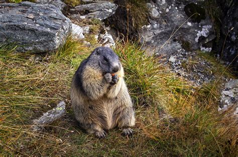Februar) und täglich grüßt das murmeltier; gefräßiges Murmeltier Foto & Bild | urlaub, world, wasser ...