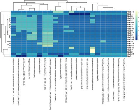 Heat Map Showing The Distribution Of Nitrogen Metabolism Related Genes