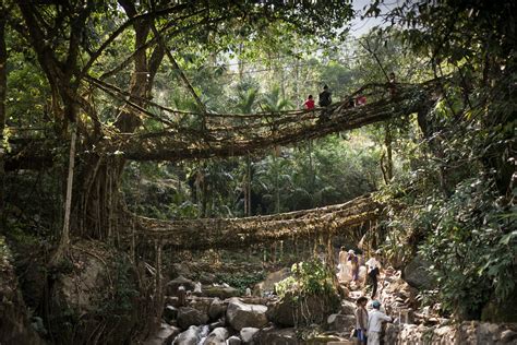 Meghalayas Living Root Bridges Complete Travel Guide