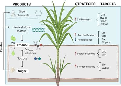 Extraction Of Sucrose From Sugarcane Chemistry Sugar Processing