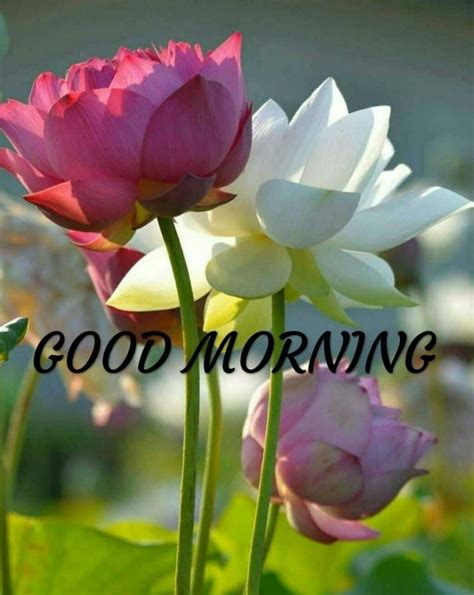 Download Good Morning Beautiful Flower Picture
