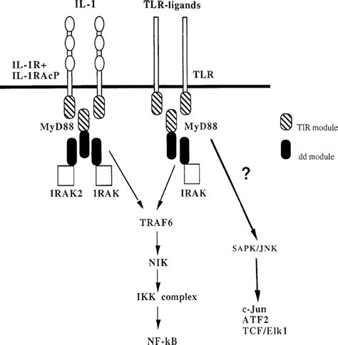 Overview Of Il And Tlr Signaling Pathways The Diagram Shows The Download Scientific Diagram