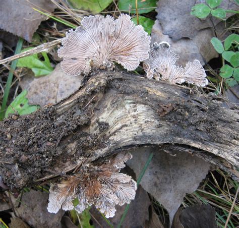 Tangled Web Confusing Fall Fungi