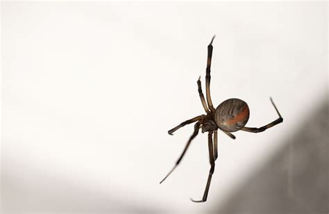 How To Treat A Redback Spider Bite Newcastle Pest Exterminators