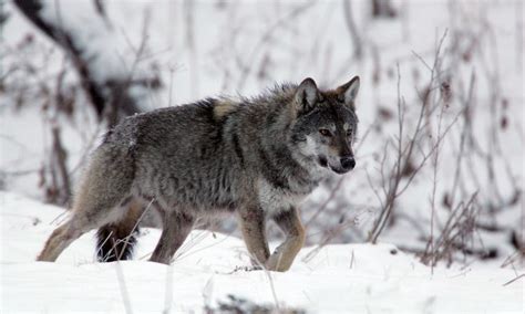 On The Trail Of The Wolf Europes Much Maligned And Misunderstood